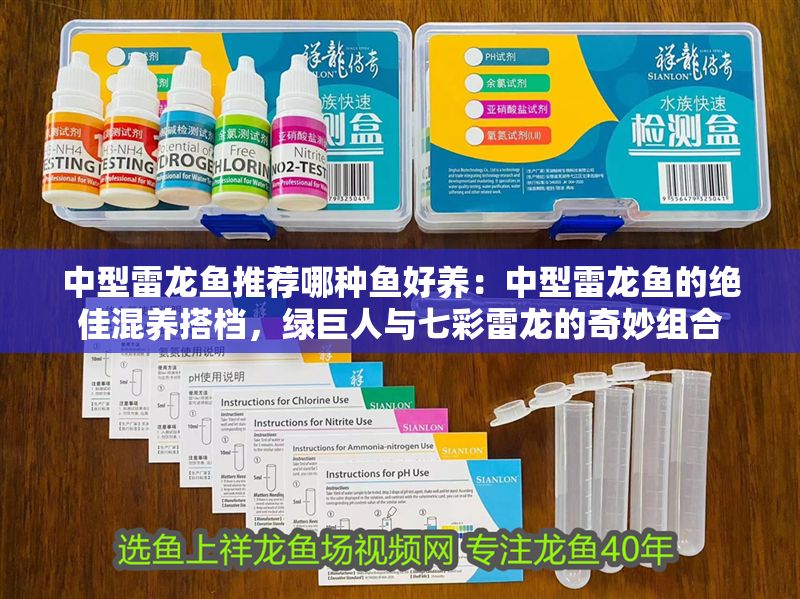 中型雷龍魚推薦哪種魚好養(yǎng)：中型雷龍魚的絕佳混養(yǎng)搭檔，綠巨人與七彩雷龍的奇妙組合