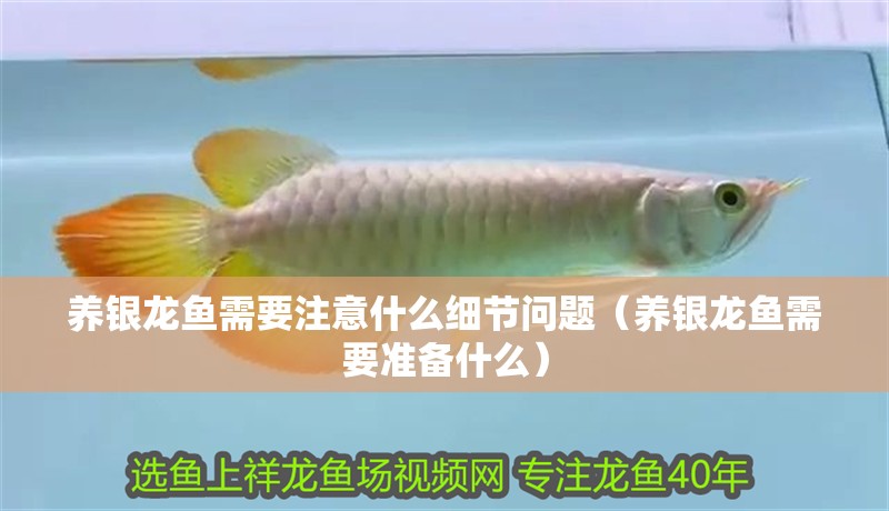 養銀龍魚需要注意什么細節問題（養銀龍魚需要準備什么）
