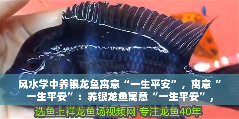 龍魚怕什么 風(fēng)水學(xué)中養(yǎng)銀龍魚寓意“一生平安”,寓意“一生平安”:養(yǎng)銀龍魚寓意“一生平安”, 龍魚百科 風(fēng)水學(xué)中養(yǎng)銀龍魚寓意“一生平安”,寓意“一生平安”:養(yǎng)銀龍魚寓意“一生平安”, 風(fēng)水學(xué)中養(yǎng)銀龍魚寓意“一生平安”,寓意“一生平安”:養(yǎng)銀龍魚寓意“一生平安”, 龍魚百科