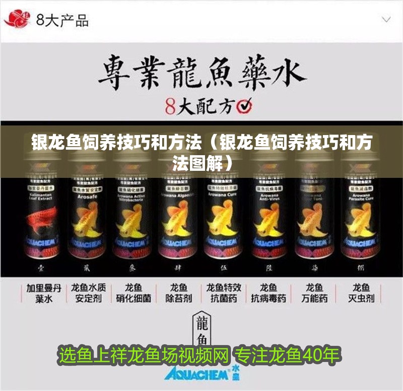 銀龍魚(yú)飼養(yǎng)技巧和方法（銀龍魚(yú)飼養(yǎng)技巧和方法圖解） 銀龍魚(yú)飼養(yǎng)技巧和方法（銀龍魚(yú)飼養(yǎng)技巧和方法圖解） 銀龍魚(yú)百科