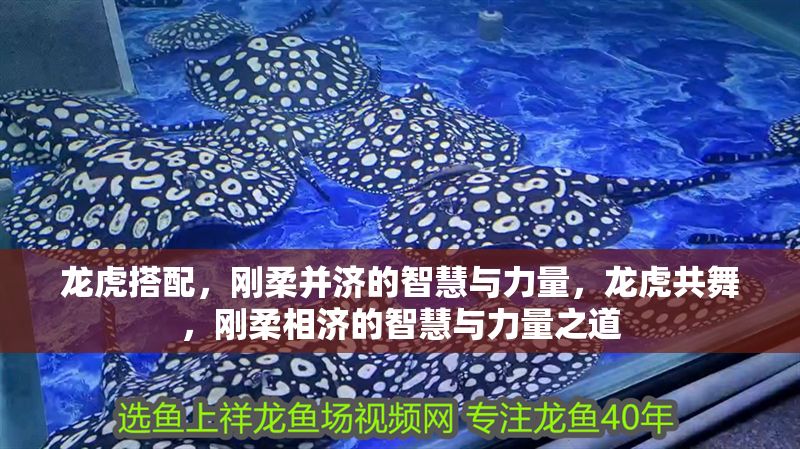 龍虎搭配，剛?cè)岵?jì)的智慧與力量，龍虎共舞，剛?cè)嵯酀?jì)的智慧與力量之道