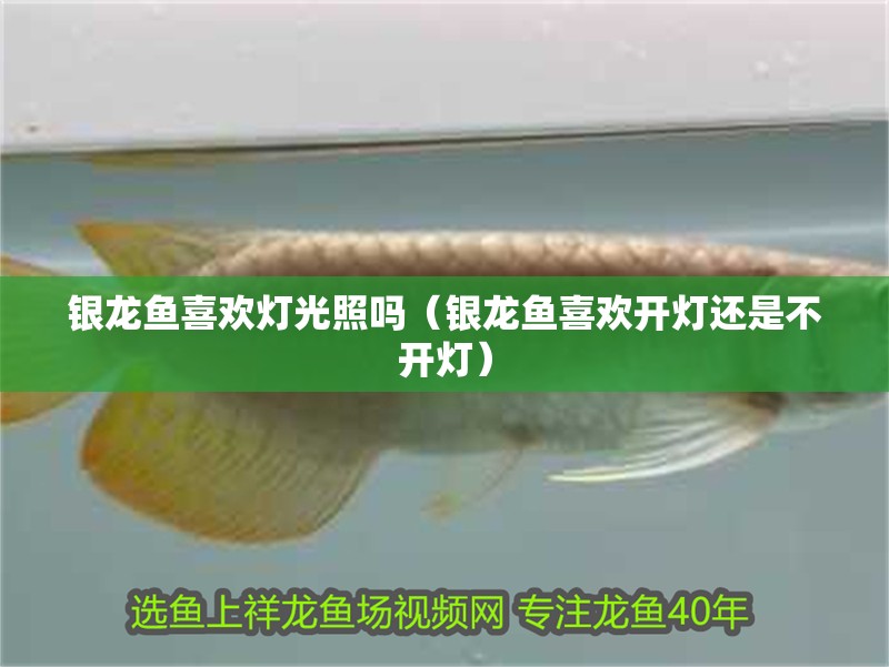 銀龍魚喜歡燈光照嗎（銀龍魚喜歡開燈還是不開燈）