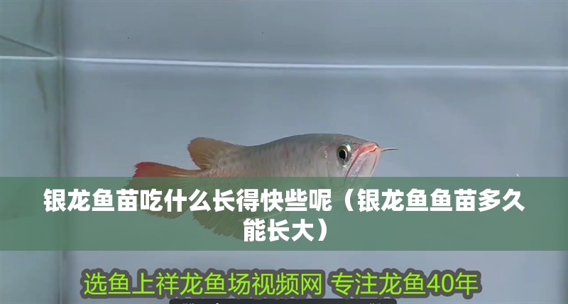 銀龍魚苗吃什么長得快些呢（銀龍魚魚苗多久能長大）