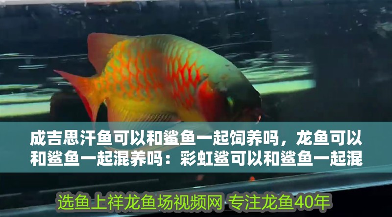 成吉思汗魚可以和鯊魚一起飼養(yǎng)嗎，龍魚可以和鯊魚一起混養(yǎng)嗎：彩虹鯊可以和鯊魚一起混養(yǎng)嗎?