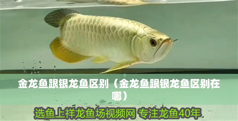 金龍魚跟銀龍魚區(qū)別（金龍魚跟銀龍魚區(qū)別在哪）