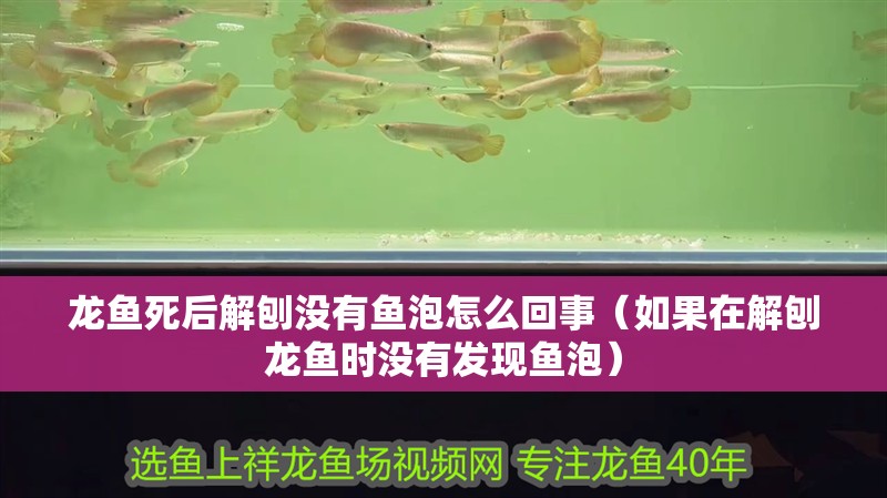 龍魚(yú)死后解刨?zèng)]有魚(yú)泡怎么回事（如果在解刨龍魚(yú)時(shí)沒(méi)有發(fā)現(xiàn)魚(yú)泡）