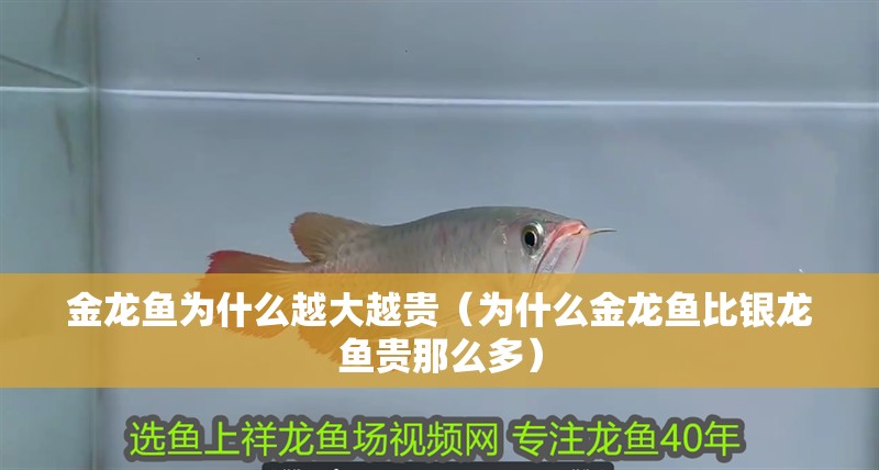 金龍魚為什么越大越貴（為什么金龍魚比銀龍魚貴那么多）