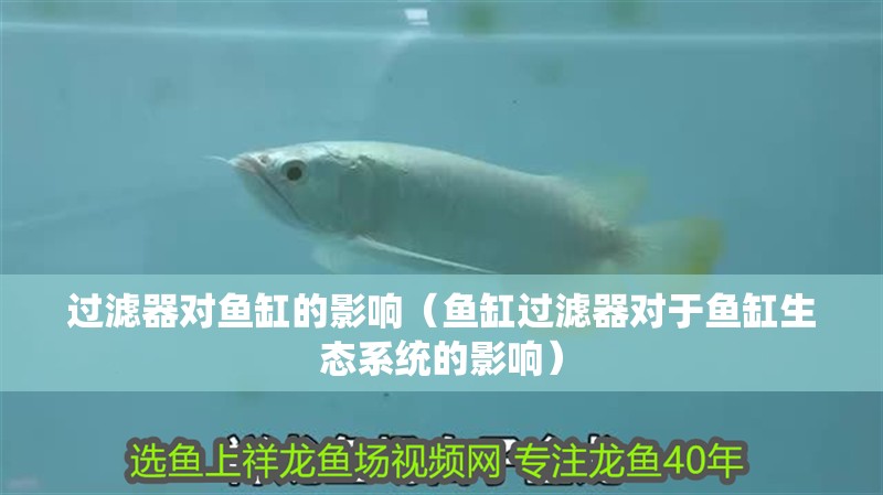 過(guò)濾器對(duì)魚(yú)缸的影響（魚(yú)缸過(guò)濾器對(duì)于魚(yú)缸生態(tài)系統(tǒng)的影響）