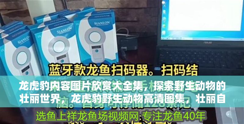 龍虎豹內容圖片欣賞大全集，探索野生動物的壯麗世界，龍虎豹野生動物高清圖集，壯麗自然之美全收錄