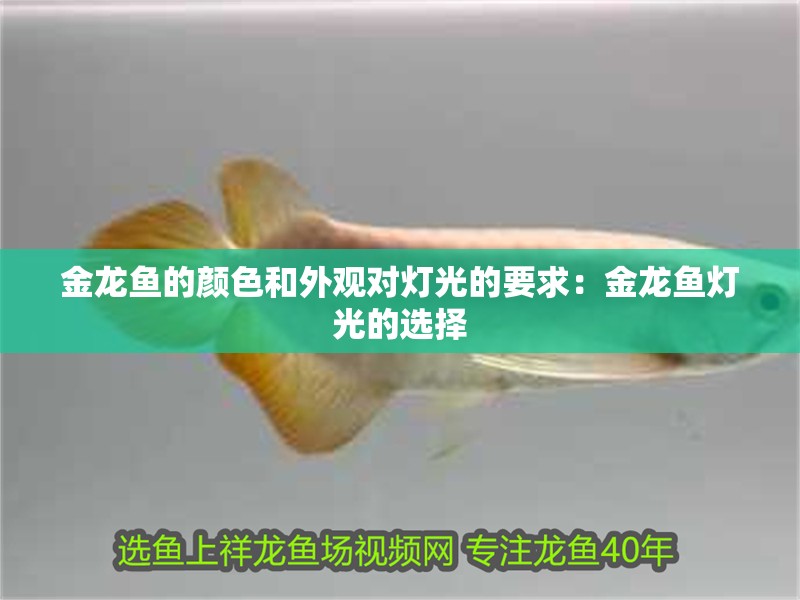金龍魚的顏色和外觀對(duì)燈光的要求：金龍魚燈光的選擇