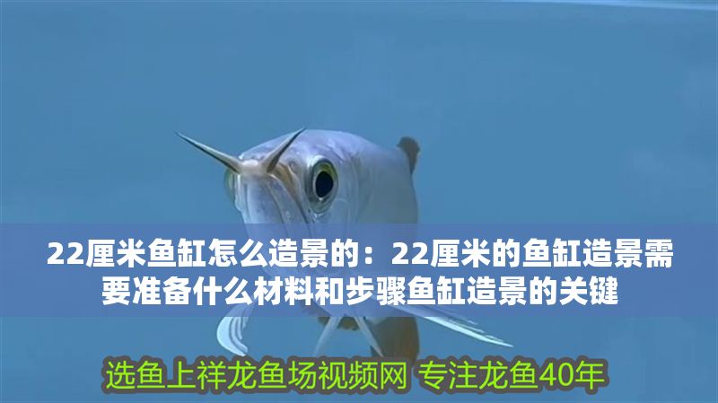22厘米魚(yú)缸怎么造景的：22厘米的魚(yú)缸造景需要準(zhǔn)備什么材料和步驟魚(yú)缸造景的關(guān)鍵