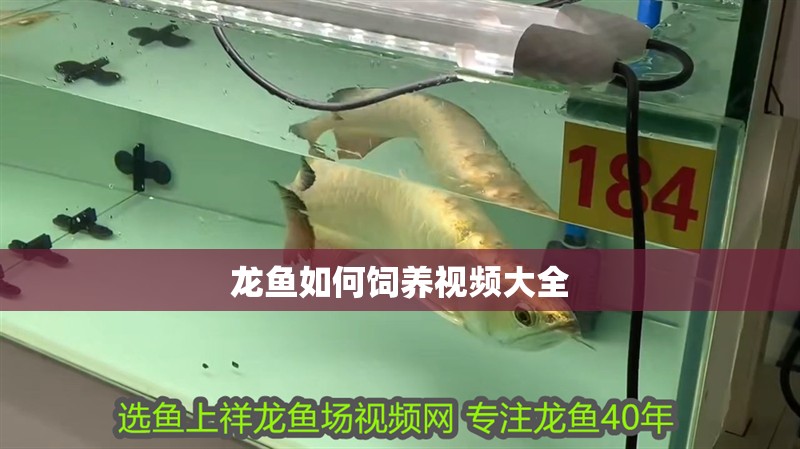 龍魚如何飼養視頻大全