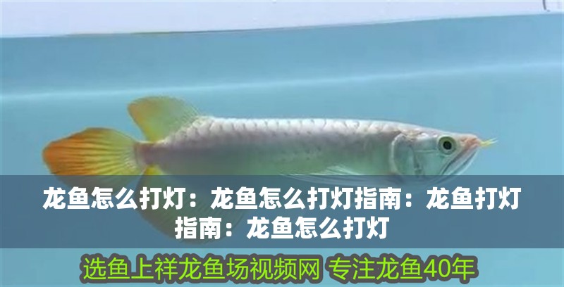 龍魚怎么打燈：龍魚怎么打燈指南：龍魚打燈指南：龍魚怎么打燈