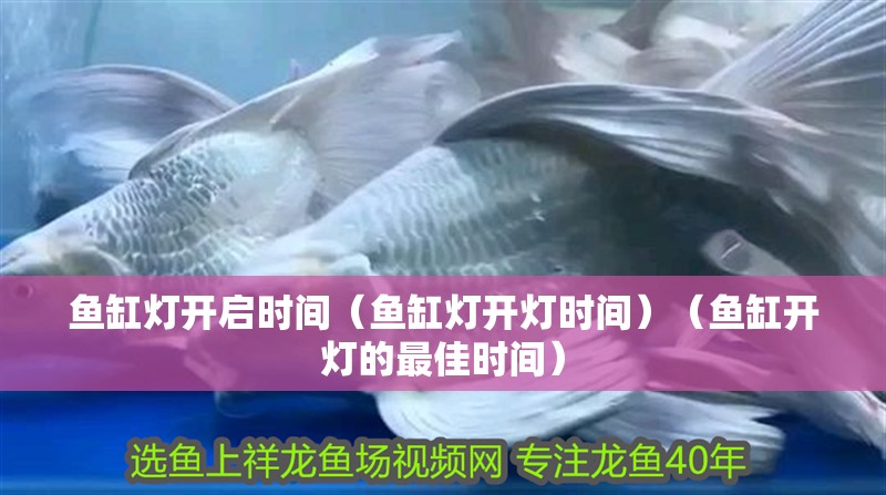 魚缸燈開啟時間（魚缸燈開燈時間）（魚缸開燈的最佳時間）