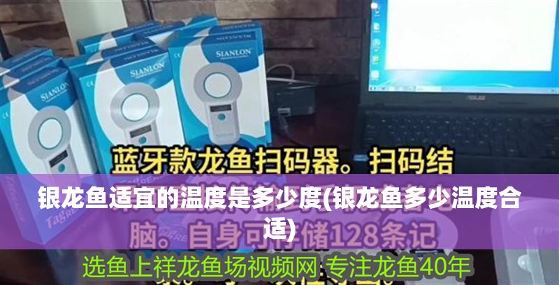 銀龍魚適宜的溫度是多少度(銀龍魚多少溫度合適)