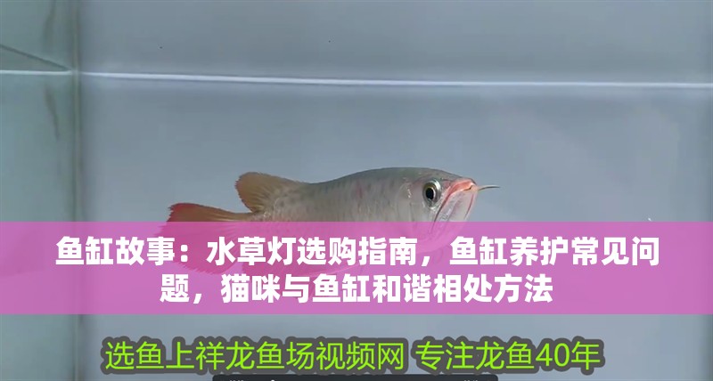 魚缸故事：水草燈選購指南，魚缸養護常見問題，貓咪與魚缸和諧相處方法