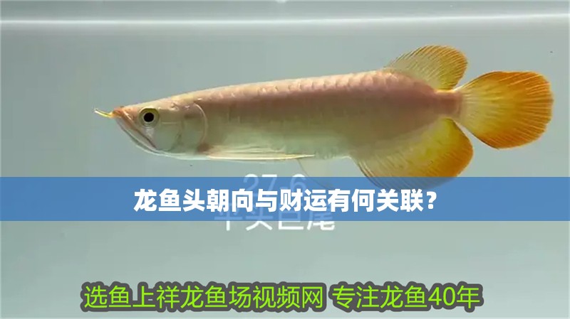 龍魚頭朝向與財(cái)運(yùn)有何關(guān)聯(lián)？