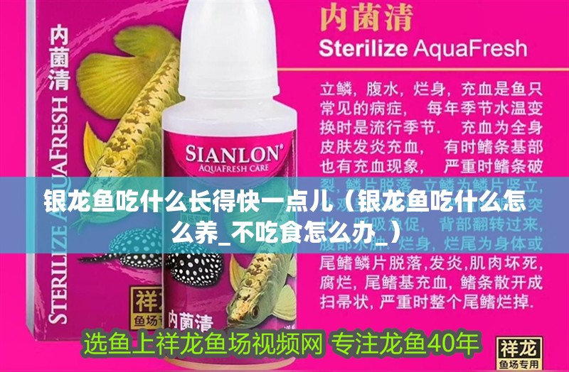 銀龍魚吃什么長得快一點兒（銀龍魚吃什么怎么養_不吃食怎么辦_）