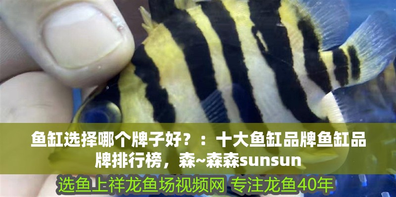 魚缸選擇哪個牌子好？：十大魚缸品牌魚缸品牌排行榜，森~森森sunsun