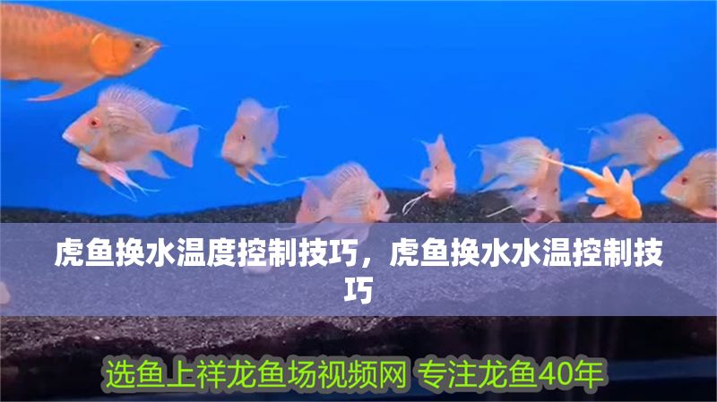 虎魚換水溫度控制技巧，虎魚換水水溫控制技巧