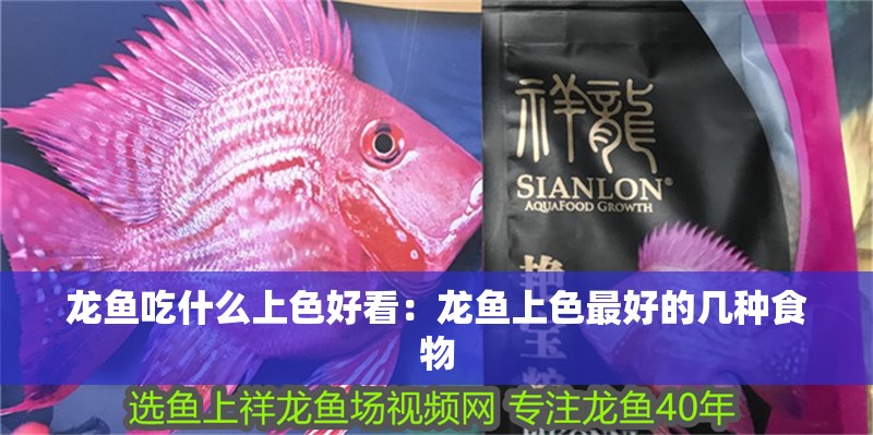 龍魚吃什么上色好看：龍魚上色最好的幾種食物