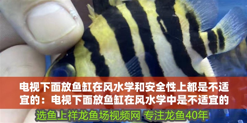 電視下面放魚缸在風水學和安全性上都是不適宜的：電視下面放魚缸在風水學中是不適宜的嗎？ 電視下面放魚缸在風水學和安全性上都是不適宜的：電視下面放魚缸在風水學中是不適宜的嗎？ 魚缸百科