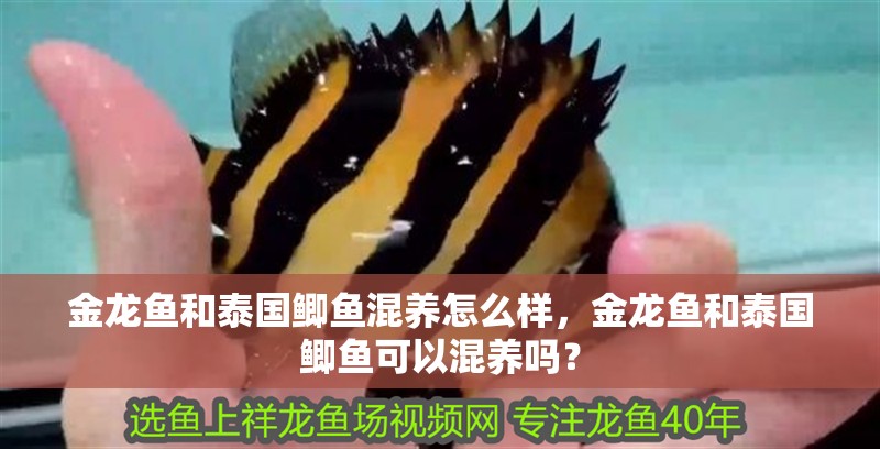 金龍魚和泰國鯽魚混養(yǎng)怎么樣，金龍魚和泰國鯽魚可以混養(yǎng)嗎？
