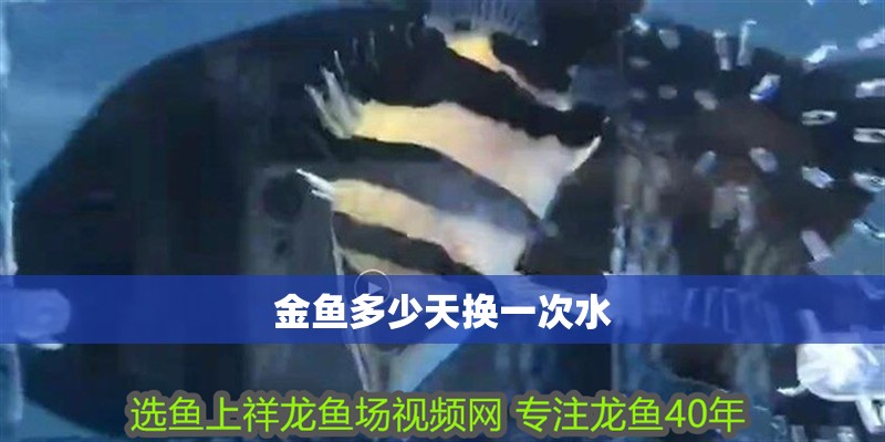 金魚多少天換一次水