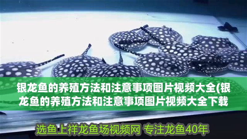銀龍魚的養殖方法和注意事項圖片視頻大全(銀龍魚的養殖方法和注意事項圖片視頻大全下載)
