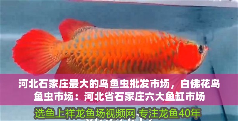 河北石家莊最大的鳥魚蟲批發市場，白佛花鳥魚蟲市場：河北省石家莊六大魚缸市場