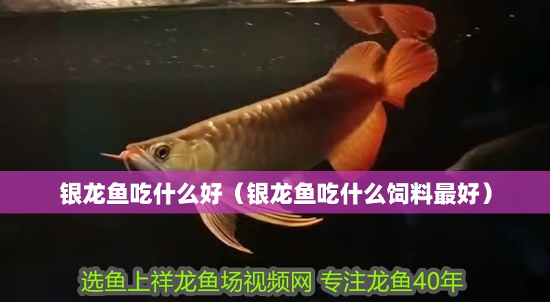 銀龍魚吃什么好（銀龍魚吃什么飼料最好）