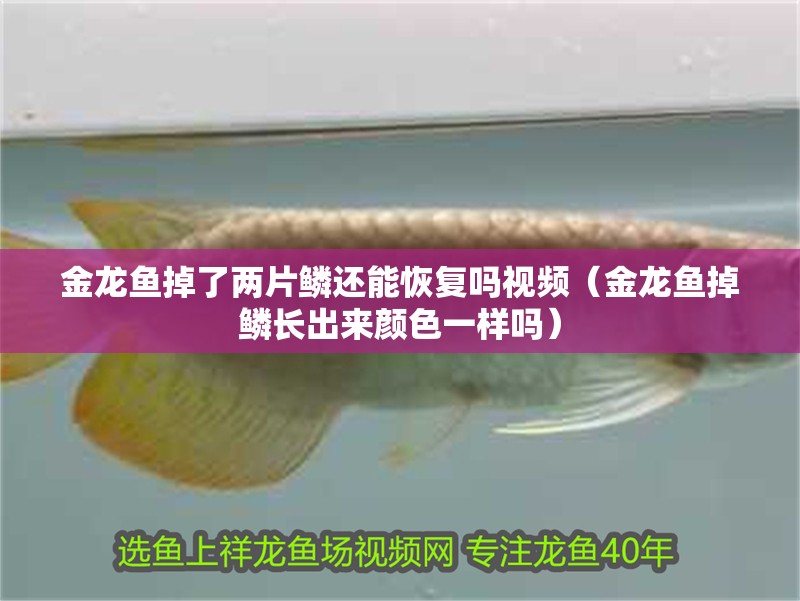 金龍魚掉了兩片鱗還能恢復(fù)嗎視頻（金龍魚掉鱗長出來顏色一樣嗎）