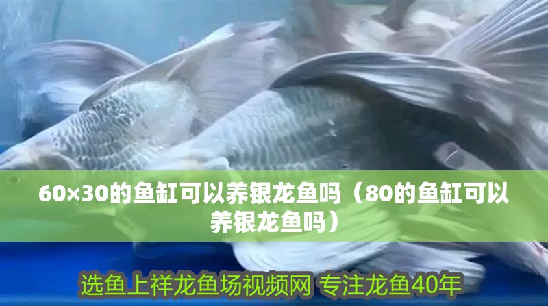 60×30的魚缸可以養銀龍魚嗎（80的魚缸可以養銀龍魚嗎）