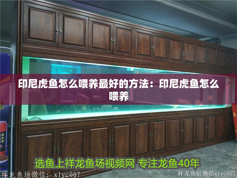 印尼虎魚怎么喂養(yǎng)最好的方法：印尼虎魚怎么喂養(yǎng)