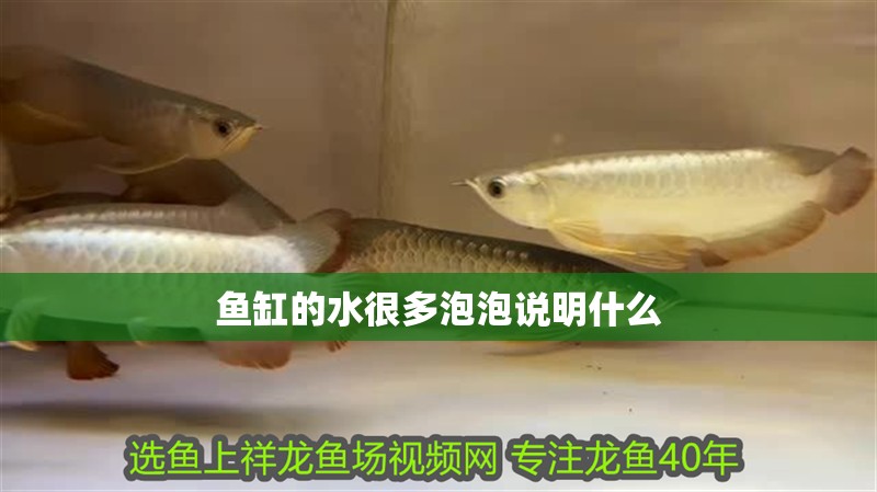 魚缸的水很多泡泡說明什么