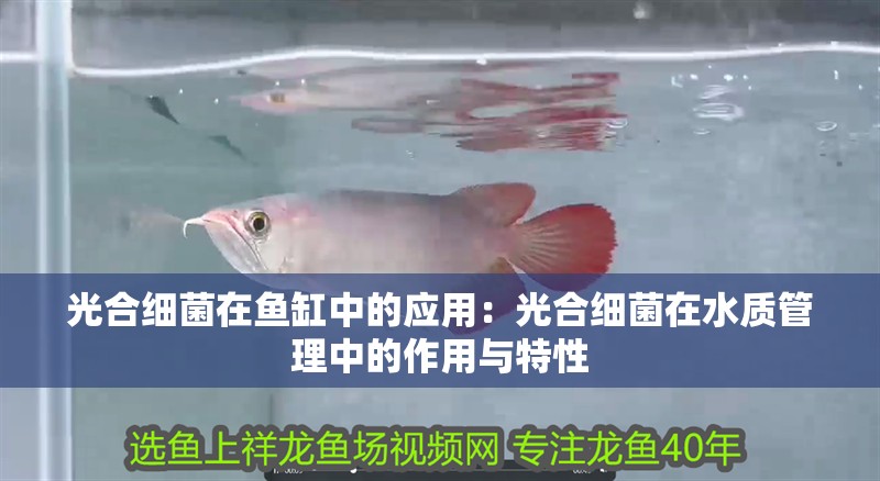 光合細(xì)菌在魚(yú)缸中的應(yīng)用：光合細(xì)菌在水質(zhì)管理中的作用與特性