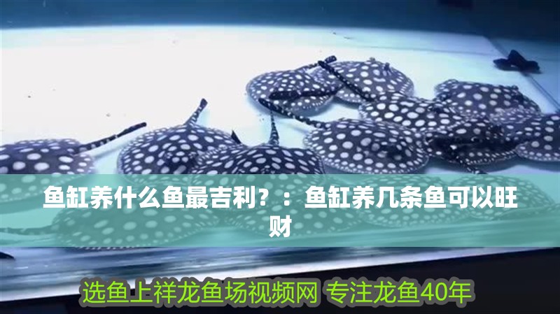 魚缸養什么魚最吉利？：魚缸養幾條魚可以旺財
