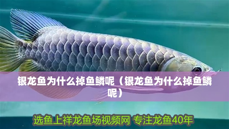 銀龍魚為什么掉魚鱗呢（銀龍魚為什么掉魚鱗呢）