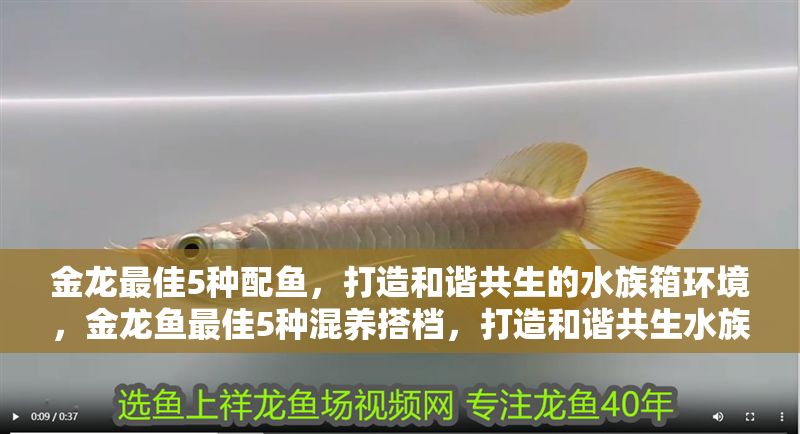 金龍最佳5種配魚，打造和諧共生的水族箱環(huán)境，金龍魚最佳5種混養(yǎng)搭檔，打造和諧共生水族箱