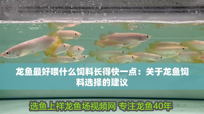 龍魚最好喂什么飼料長得快一點：關于龍魚飼料選擇的建議