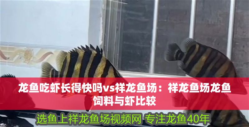 龍魚吃蝦長得快嗎vs祥龍魚場：祥龍魚場龍魚飼料與蝦比較