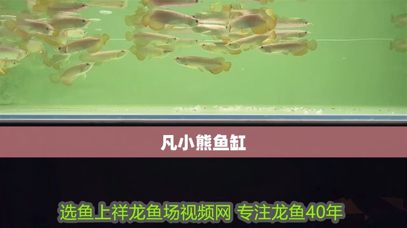 凡小熊魚缸