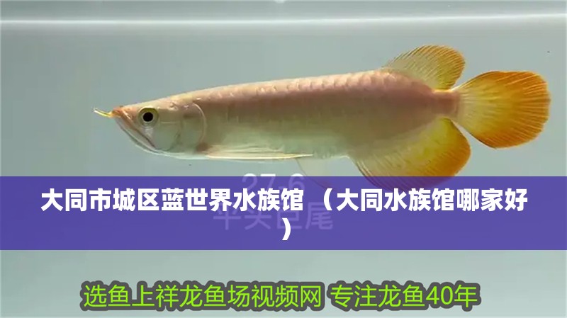 大同市城區(qū)藍(lán)世界水族館 （大同水族館哪家好）