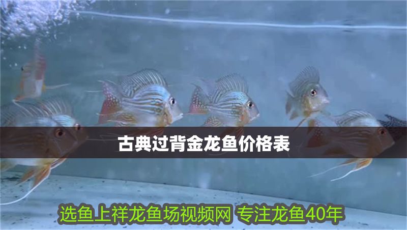 古典過背金龍魚價格表 古典過背金龍魚價格表 金龍魚百科 第1張