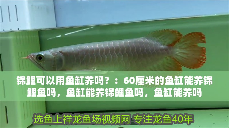 錦鯉可以用魚缸養嗎？：60厘米的魚缸能養錦鯉魚嗎，魚缸能養錦鯉魚嗎，魚缸能養嗎