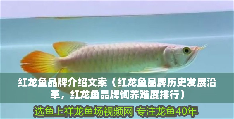 紅龍魚品牌介紹文案（紅龍魚品牌歷史發展沿革，紅龍魚品牌飼養難度排行）