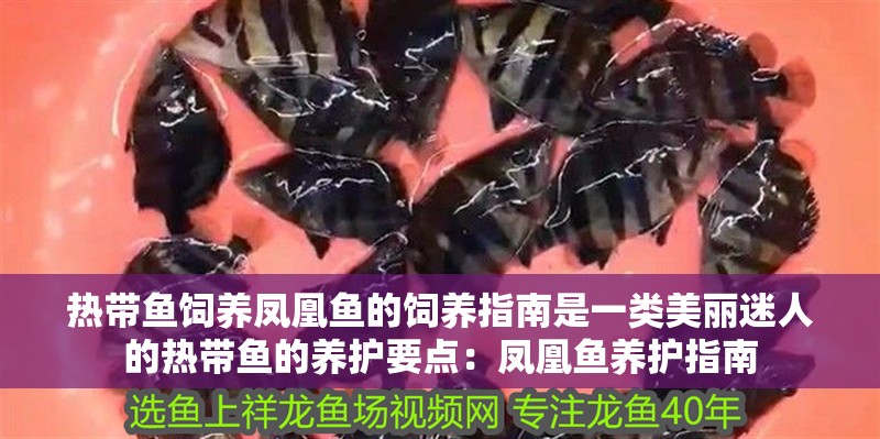 熱帶魚飼養(yǎng)鳳凰魚的飼養(yǎng)指南是一類美麗迷人的熱帶魚的養(yǎng)護要點：鳳凰魚養(yǎng)護指南