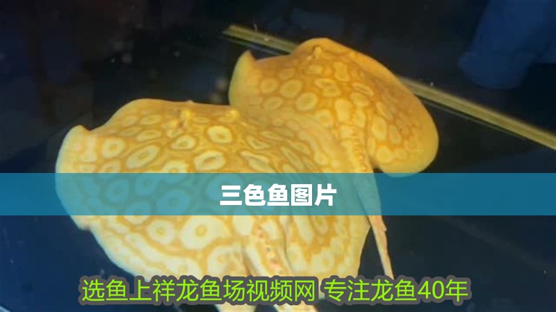 三色魚圖片