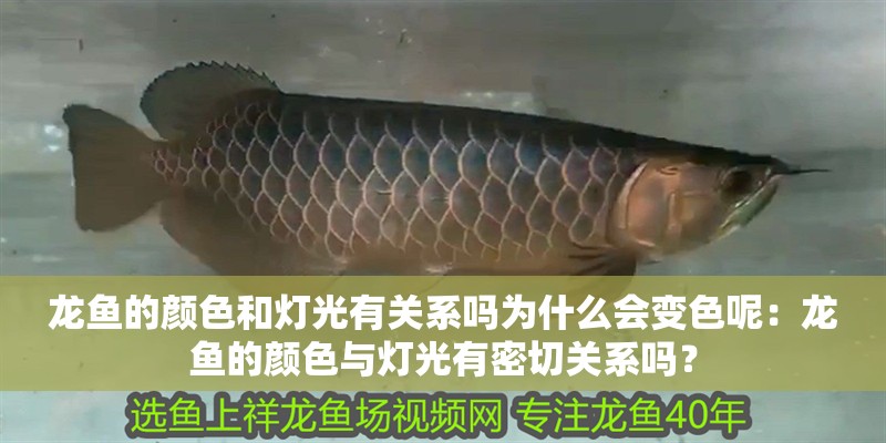 龍魚的顏色和燈光有關(guān)系嗎為什么會變色呢：龍魚的顏色與燈光有密切關(guān)系嗎？