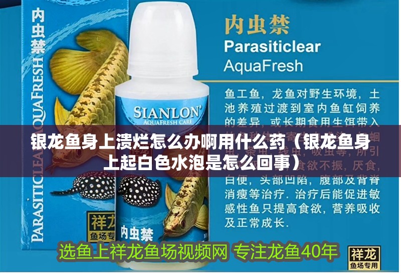 銀龍魚身上潰爛怎么辦啊用什么藥（銀龍魚身上起白色水泡是怎么回事）